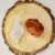 Clear Quartz and Carnelian AAA Grade Raw Natural Crystal Combo with Wooden Natural Bark Coaster for Healing, Meditation and Manifestation
