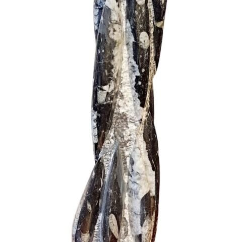 Divine Spirituals Natural Orthoceras Fossil Lab Certified Matrix Tower, Orthoceras Tower Polished Fossil Sculpture – Exquisite Piece from Morocco – Devonian Era | Weight 4500 Grams – 17 Inches Height | Sacred Sanctuary Abundance Stones
