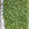 Divine Spirituals Natural Rainbow Moonstone Chips for Healing Meditation, Reiki, Vastu, Decor, Spirituality and Manifesting Abundance in Life Sacred Sanctuary Abundance Stones